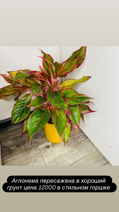 Продам взрослые комнатные цветы