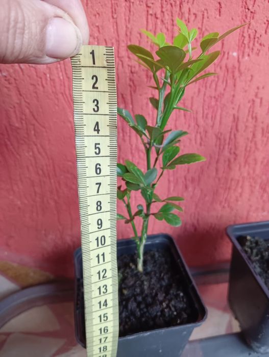 Lamai rezistenti la ger , Poncirus Trifoliata