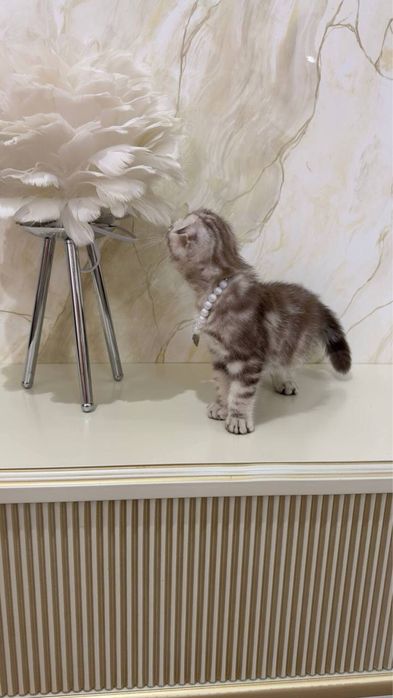 Scottish Fold toza qonli soglom