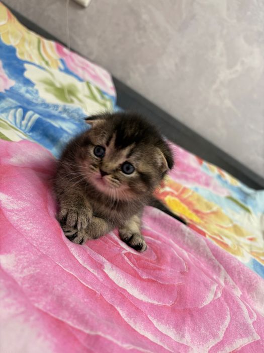 Продаются котята британцы