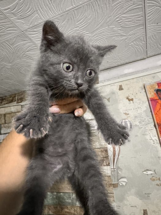 Отдам котят в добрые руки