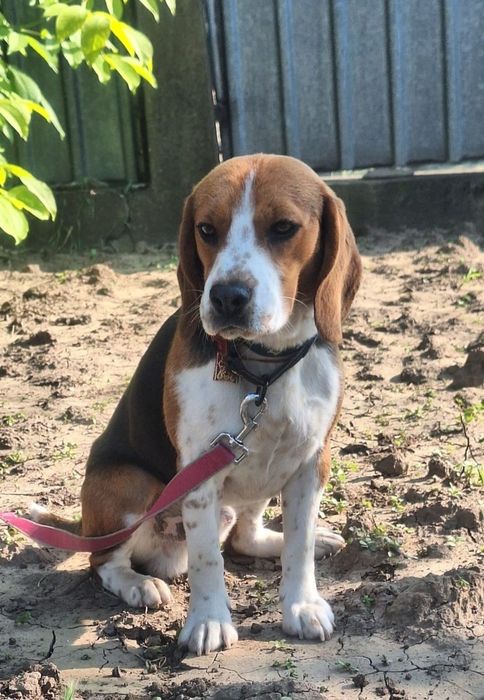 OFERTĂ! Beagle, fetita, la un pret modest.