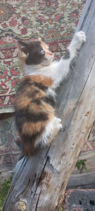 котёнок ( девочка )