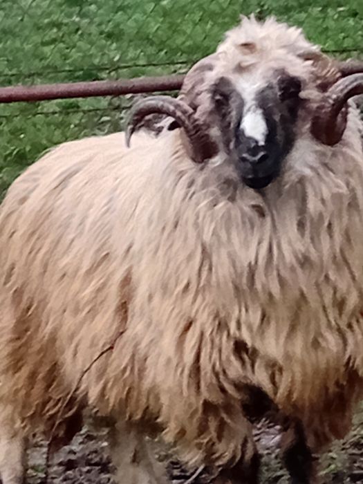 Berbec breaz  de Petrosani