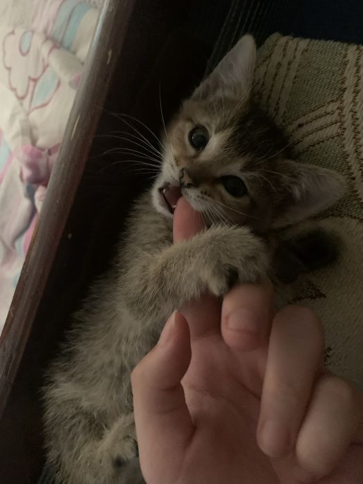 Отдам котят в хорошие руки