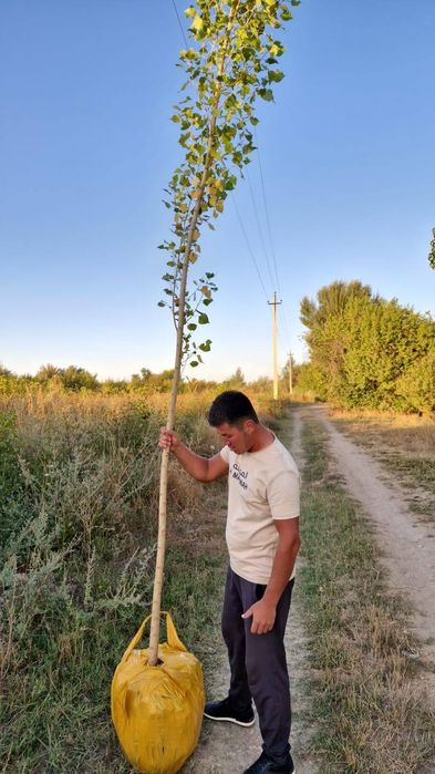 Тополь клен вязь рябина липа ель