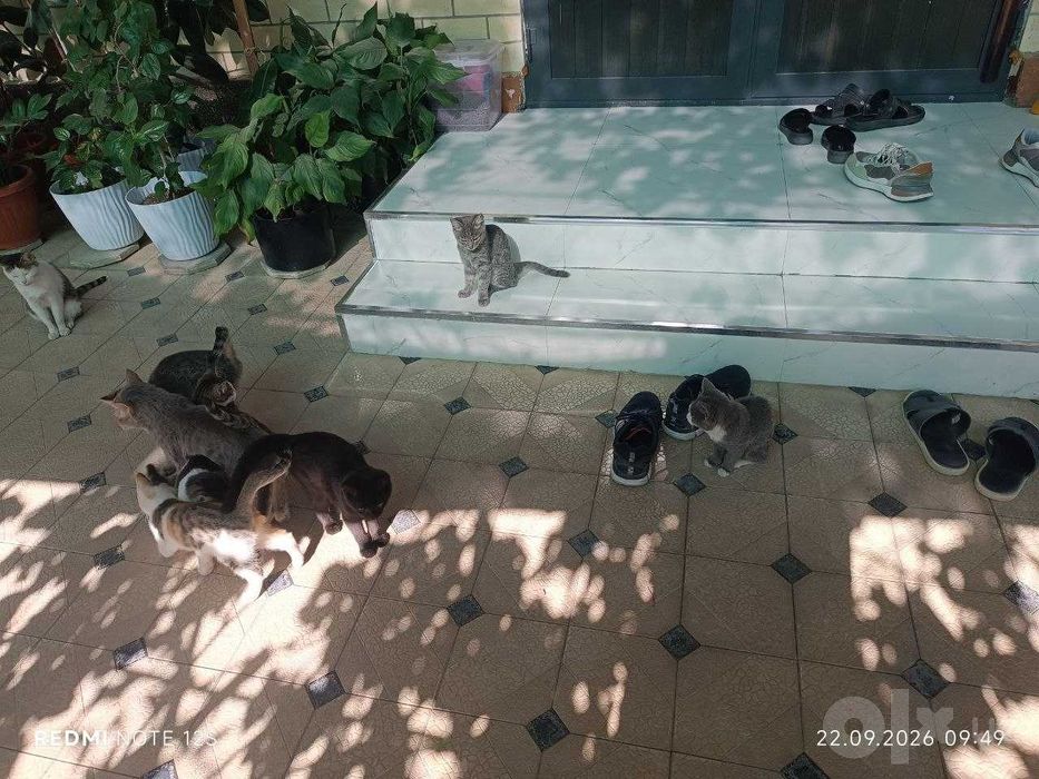 Котята в добрые руки
