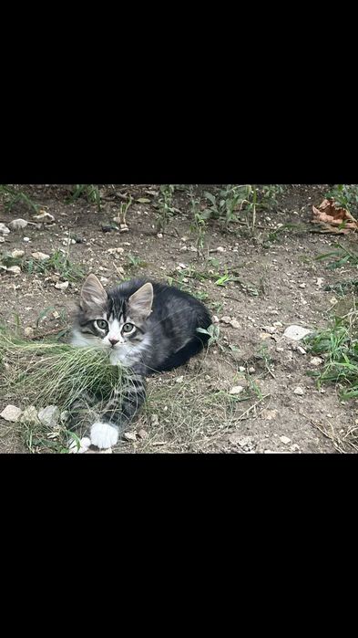 Красиви котенца си търсят дом
