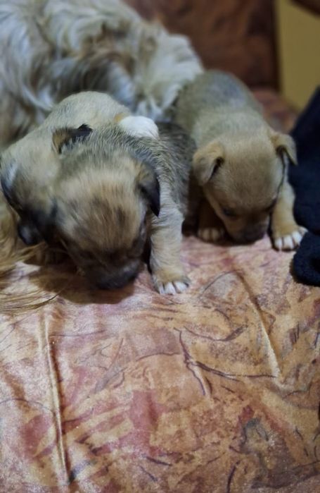 Donez cățelușii  baieteii