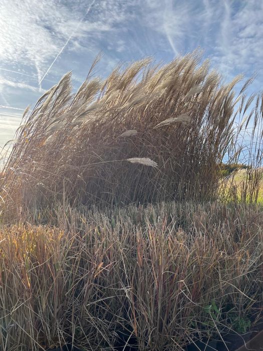 Prunus/Photinia/Eleagnus/Miscanthus/Taxus/Osmanthus