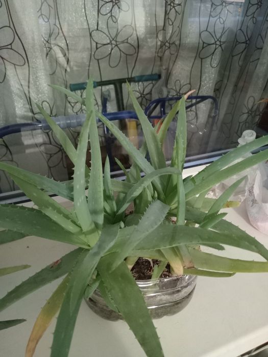 Продам  лечебное  алое