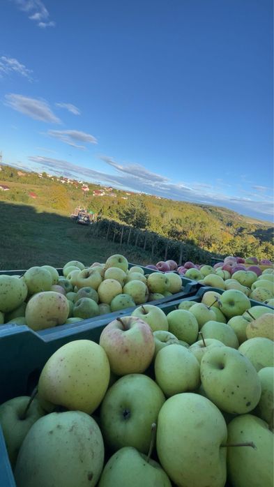 Vând mere pentru consum
