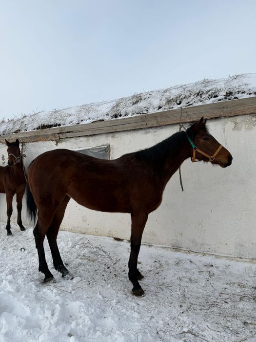 Байтал сатылады!!!