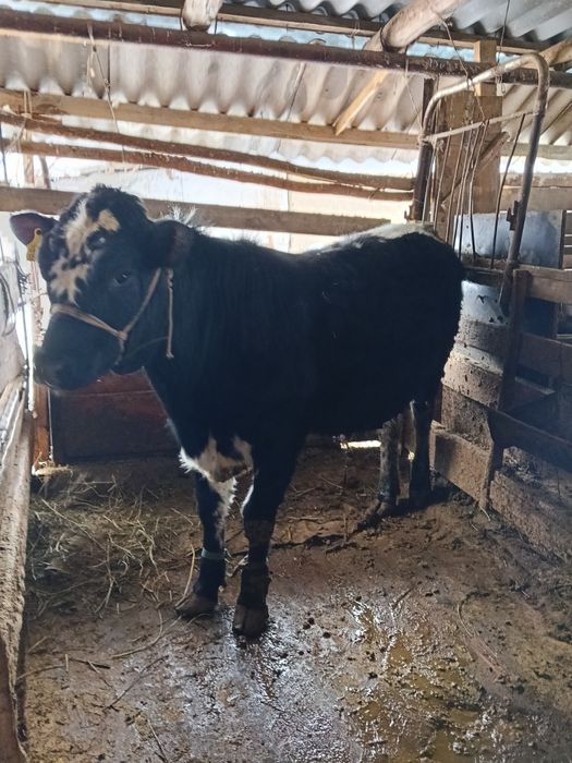 Бука бычок 1 жасар