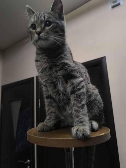 Отдадим кота в добрые руки