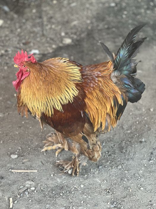 Vand cocosi brahma