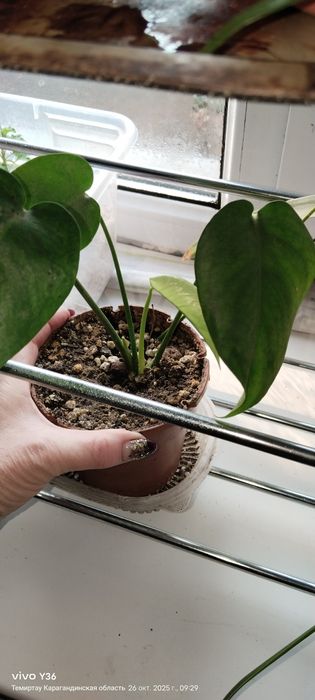 Продам монстеру.