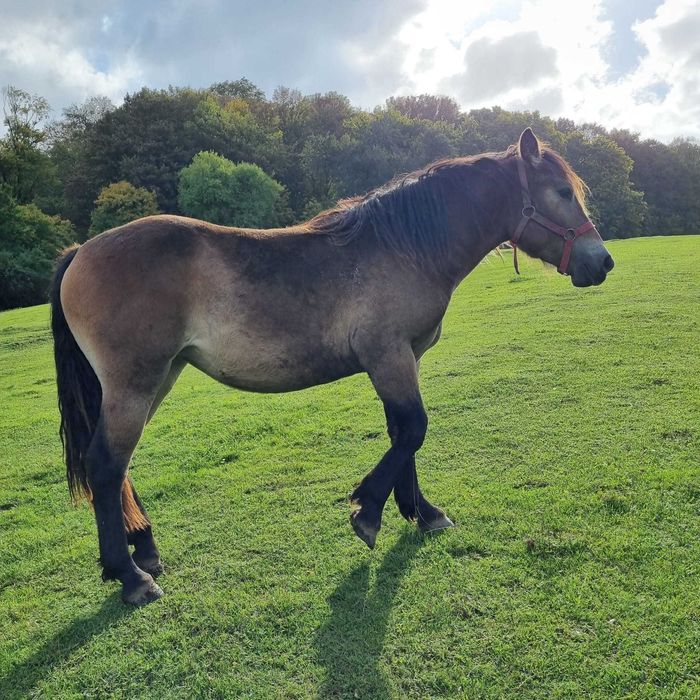 Vând 2 mânze si un mânz