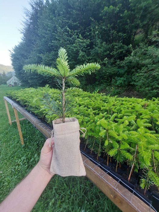 Pachet 100 buc. Marturii Evenimente-Puieti Braduti containerizati