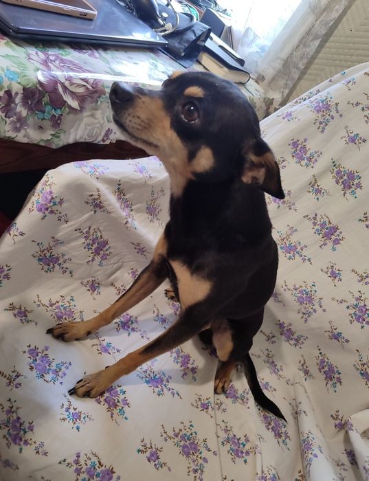 Вязка собак той терьер