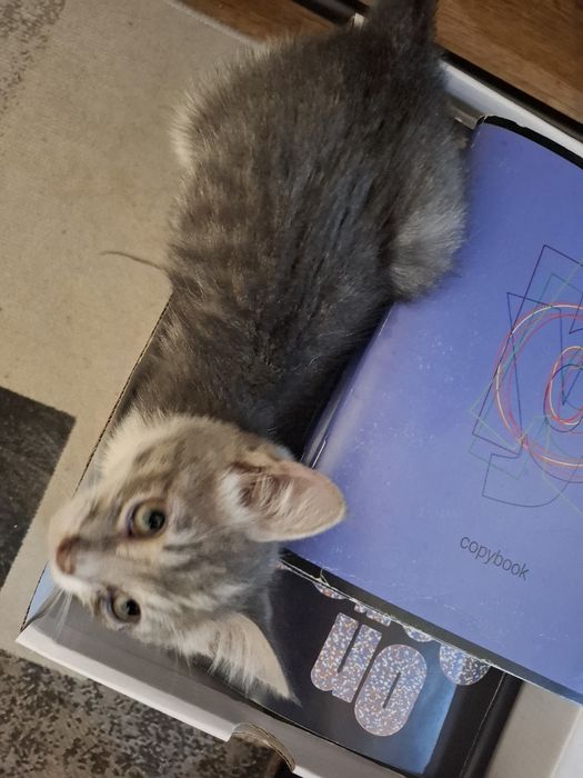 Кошка 4 месяца бесплатно