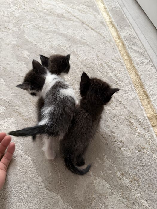 Отдам в хорошие руки