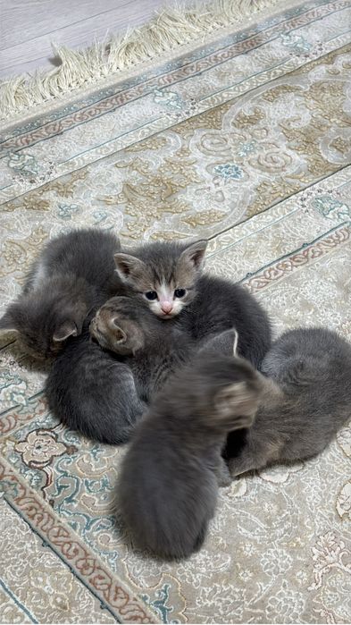 Продаются ШОТЛАНДСКИЕ котята