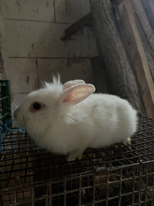 Vand pui iepurii