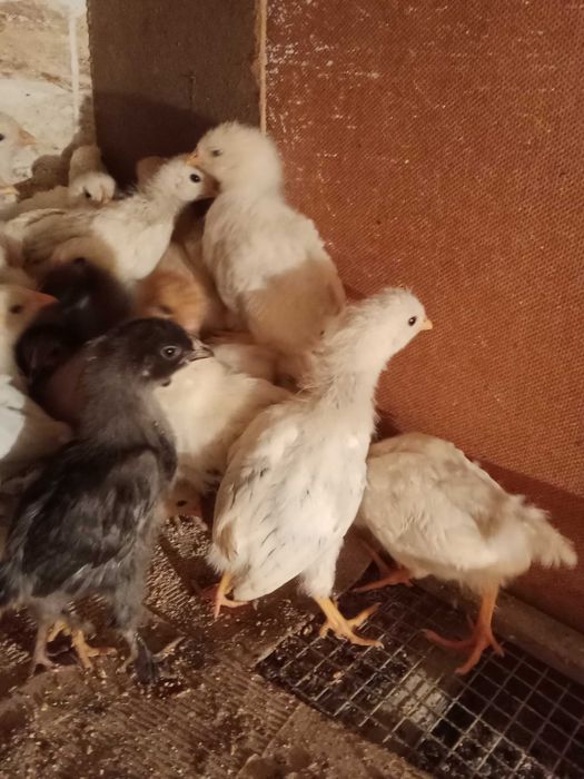 Балапандар Цыплята на продажу