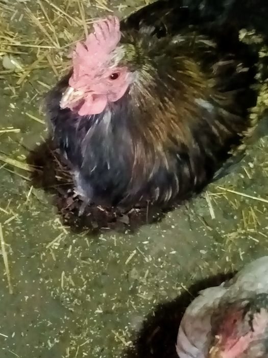 Продам молодых петушков