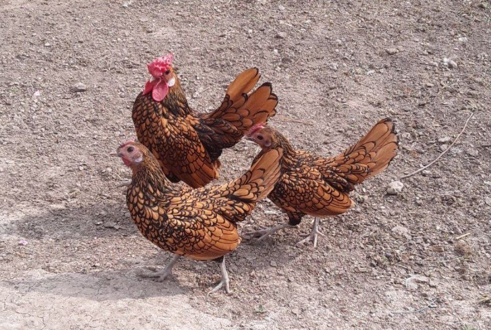 Золотой Сибрайт японский сотилади