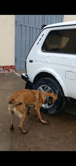 щенки бельгийский овчарка