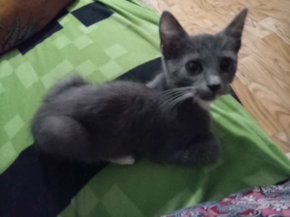 Отдам котёнка в добрые руки
