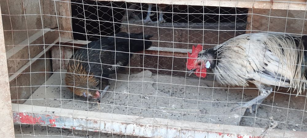 Feniks xo'roz va tovuq