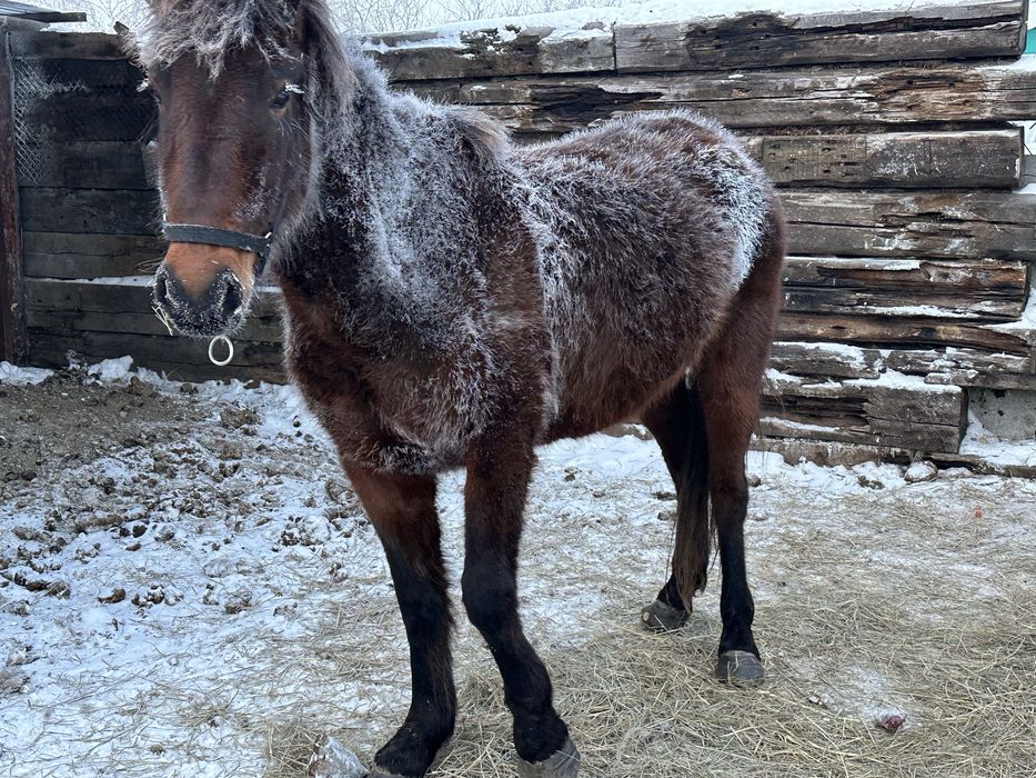 Продам кобылу молодая жеребилась один раз