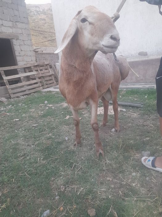 Арашан 2 жасар сатылады