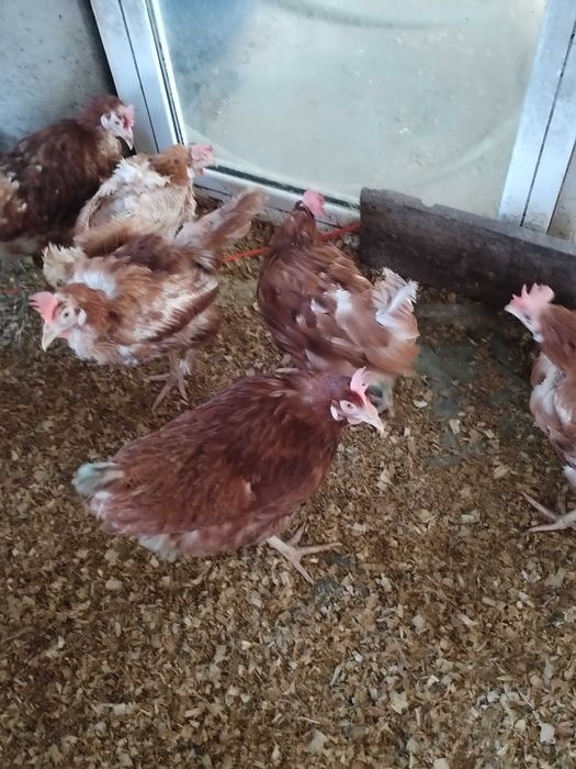 Gaini Outoare in producție de ouâ