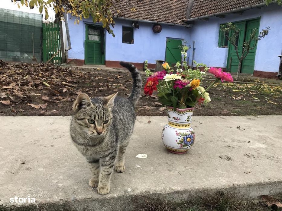 Casă de vânzare cu 3 camere și curte mare