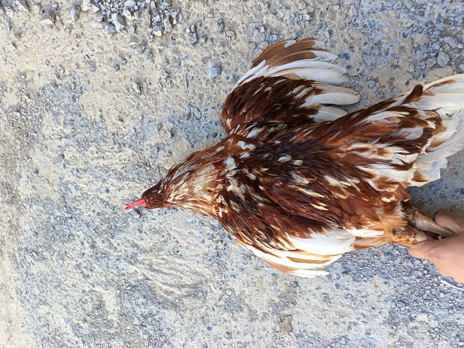 Петух, ламон браун