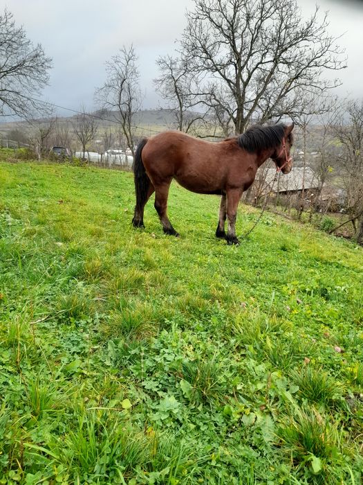 De vânzare mânz de 1 și 6 luni