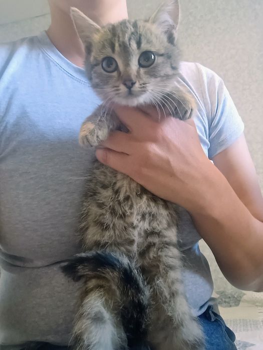 Отдам в добрые руки котенка