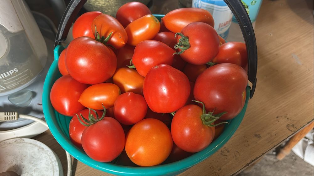 Продам помидоры домашние