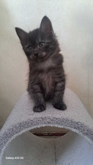 Курильский бобтейл! Котяиа-рысята!