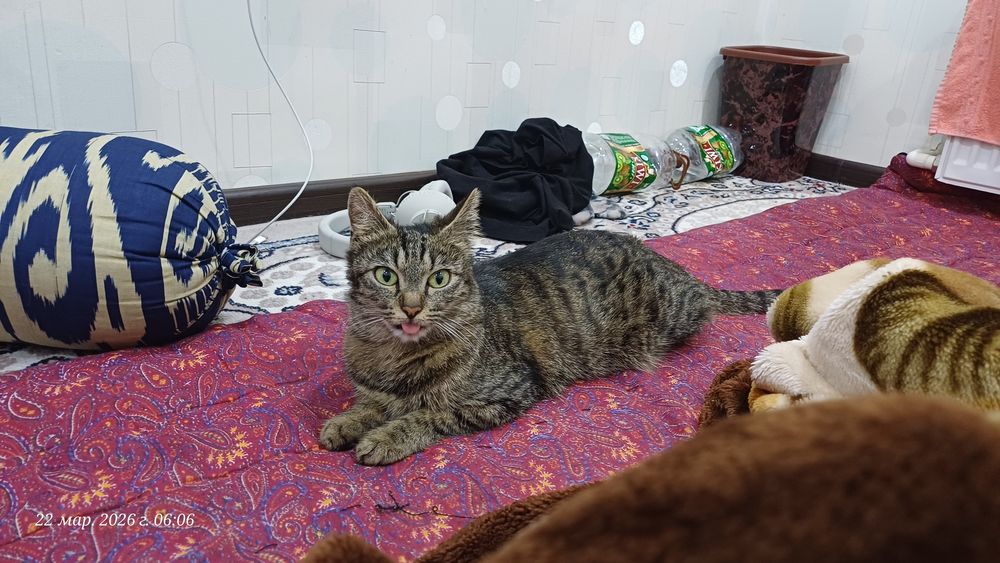 Кто то забрал мою кошку её зовут бебра она с самого рождения со мной