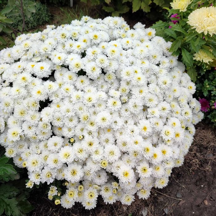 цветы многолетние