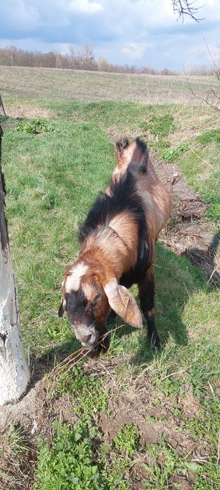 Vând Țap Anglonubian