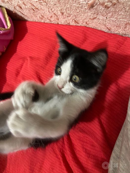 Mushukcha hadiyaga beriladi sog’lom toza,og’il bola mushuk 2 yarm oylk