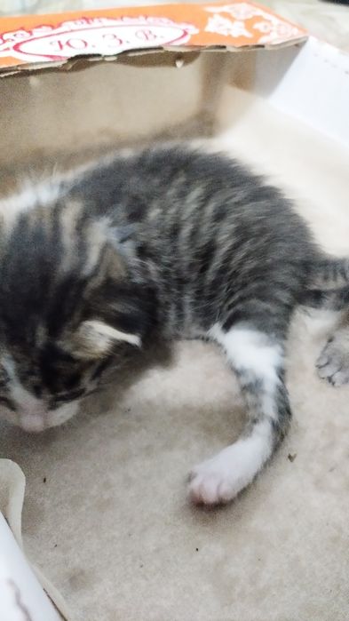 Отдам котят бесплатно