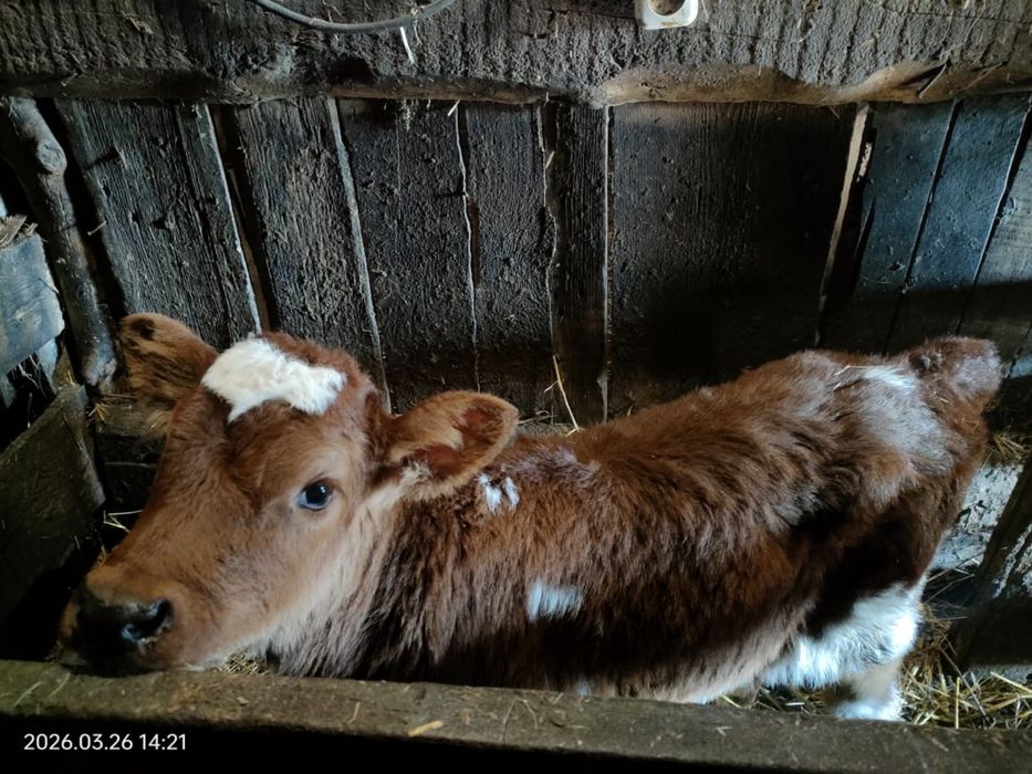 Продам недельную телочку