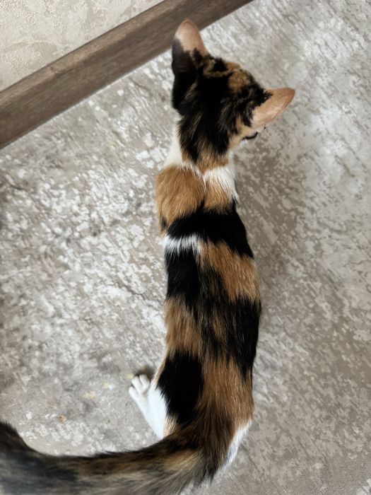 Отдам котенка, трехцветная девочка